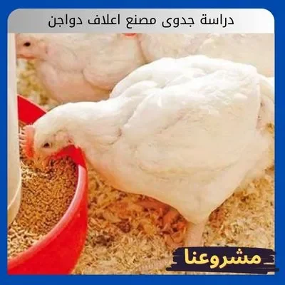 دراسة جدوى مصنع اعلاف دواجن
