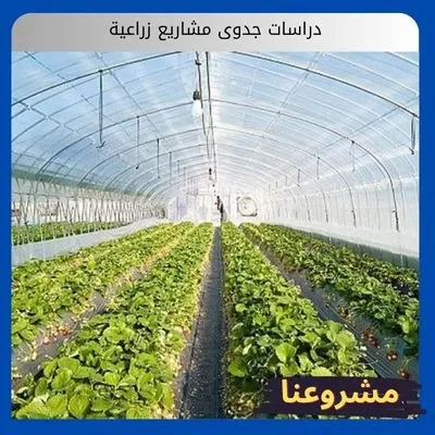 دراسات جدوى مشاريع زراعية دراسات جدوى مشاريع زراعية