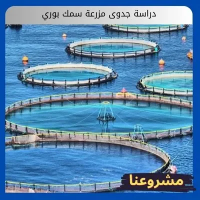دراسة جدوى مزرعة سمك بوري دراسة جدوى مزرعة سمك بوري