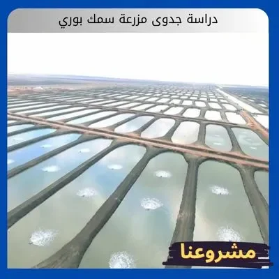 دراسة جدوى مزرعة سمك بوري دراسة جدوى مزرعة سمك بوري