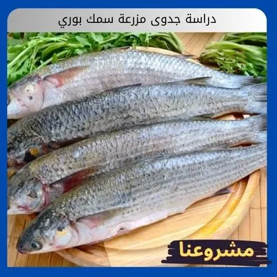 دراسة جدوى مزرعة سمك بوري