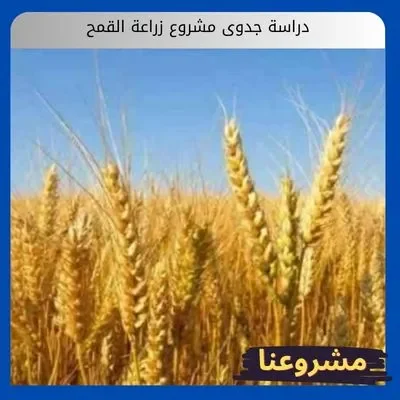 دراسة جدوى مشروع زراعة القمح