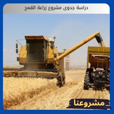 دراسة جدوى مشروع زراعة القمح