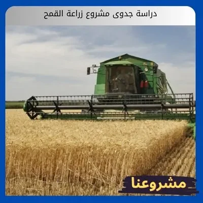 دراسة جدوى مشروع زراعة القمح2