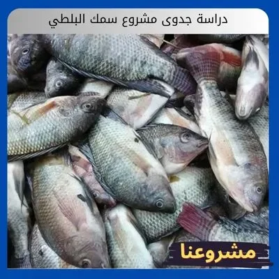 دراسة جدوى مشروع سمك البلطي