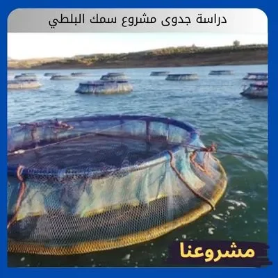 دراسة جدوى مشروع سمك البلطي