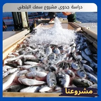 دراسة جدوى مشروع سمك البلطي