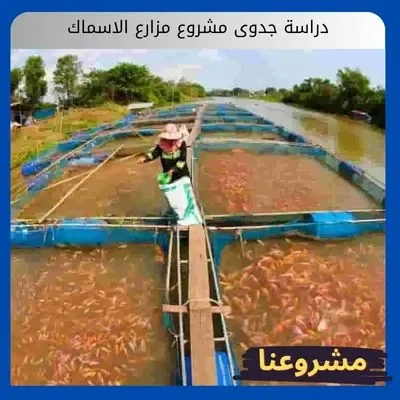 دراسة جدوى مشروع مزارع الاسماك دراسة جدوى مشروع مزارع الاسماك