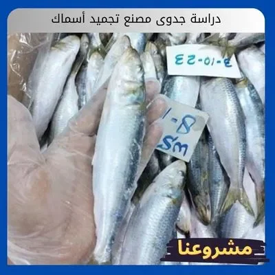 دراسة جدوى مصنع تجميد أسماك دراسة جدوى مصنع تجميد أسماك