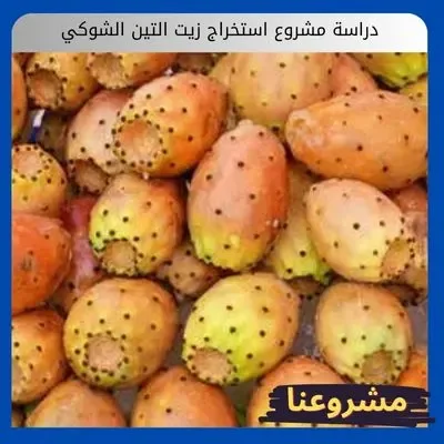 دراسة مشروع استخراج زيت التين الشوكي