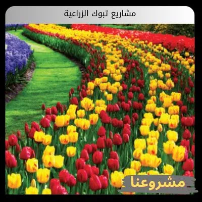 مشاريع تبوك الزراعية