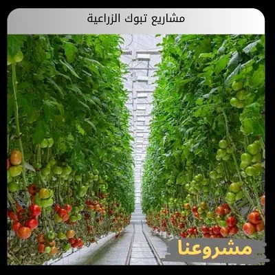 مشاريع تبوك الزراعية