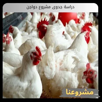 دراسة جدوى مشروع دواجن