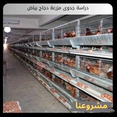 دراسة جدوى مزرعة دجاج بياض