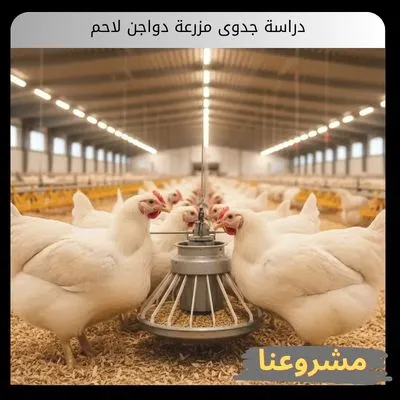 دراسة جدوى مزرعة دواجن لاحم