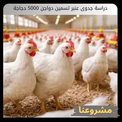 دراسة جدوى عنبر تسمين دواجن 5000 دجاجة