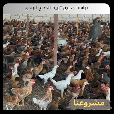 دراسة جدوى تربية الدجاج البلدي دراسة جدوى تربية الدجاج البلدي