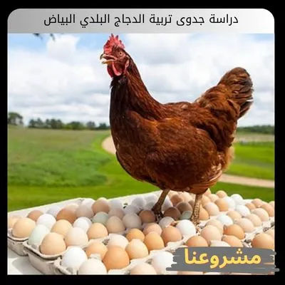 دراسة جدوى تربية الدجاج البلدي البياض