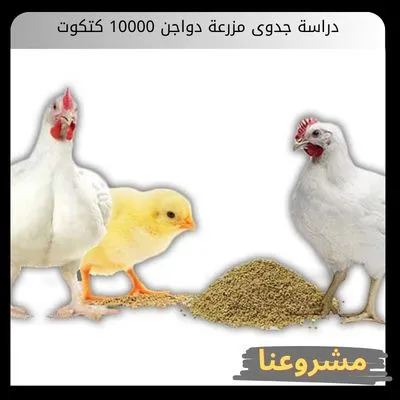 دراسة جدوى مزرعة دواجن 10000 كتكوت | ابدأ الآن دراسة جدوى مزرعة دواجن 10000 كتكوت