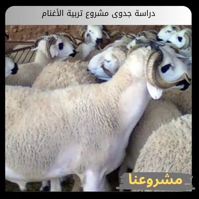 دراسة جدوى مشروع تربية الأغنام