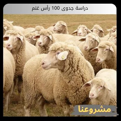 دراسة جدوى 100 رأس غنم دراسة جدوى 100 رأس غنم