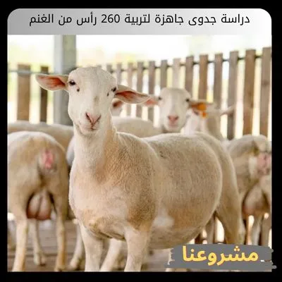 دراسة جدوى جاهزة لتربية 260 رأس من الغنم دراسة جدوى جاهزة لتربية 260 رأس من الغنم