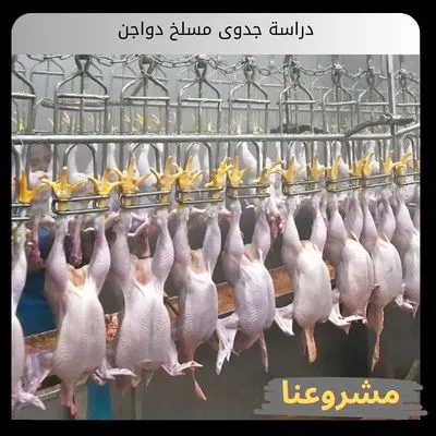 دراسة جدوى مسلخ دواجن