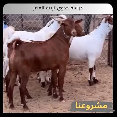 دراسة جدوى تربية الماعز