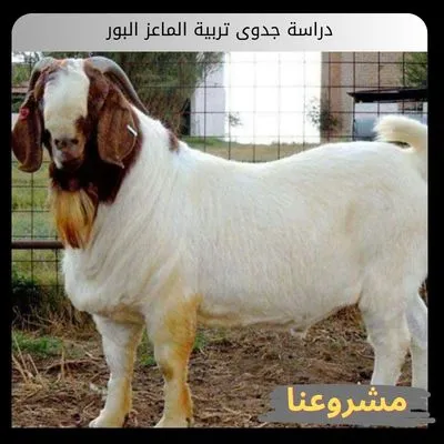 دراسة جدوى تربية الماعز البور