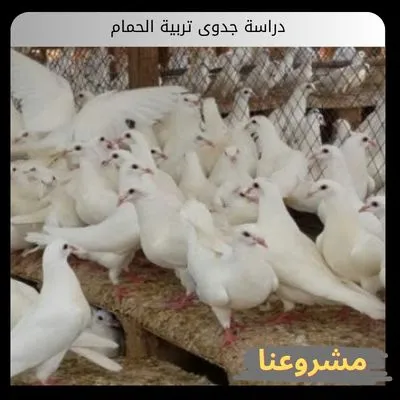 دراسة جدوى تربية الحمام