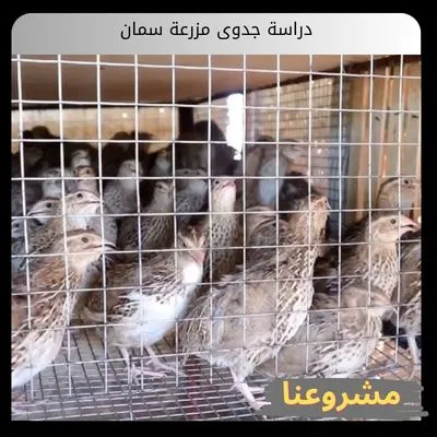 دراسة جدوى مزرعة سمان
