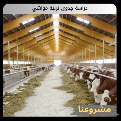 دراسة جدوى تربية مواشي