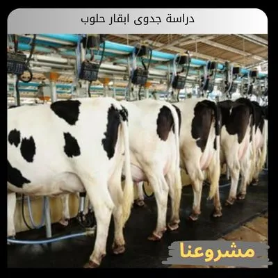 دراسة جدوى ابقار حلوب