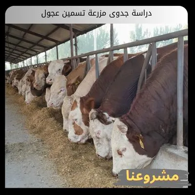 دراسة جدوى مزرعة تسمين عجول