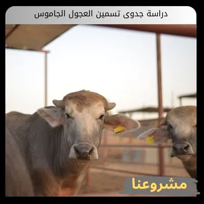 دراسة جدوى تسمين العجول الجاموس