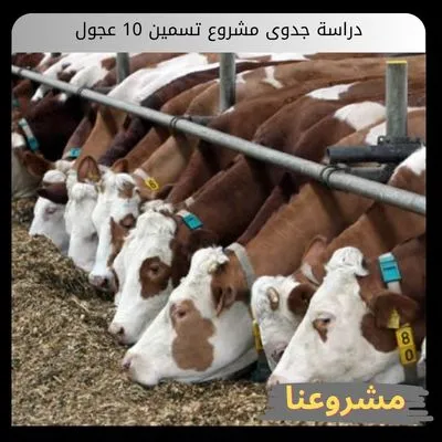 دراسة جدوى مشروع تسمين 10 عجول