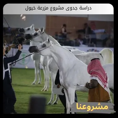 دراسة جدوى مشروع مزرعة خيول