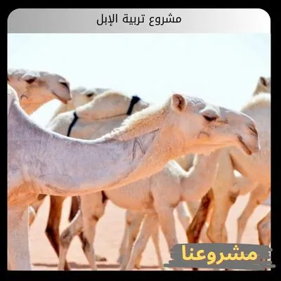 مشروع تربية الإبل