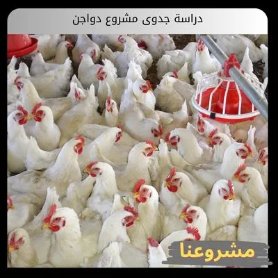 دراسة جدوى مشروع دواجن دراسة جدوى مشروع دواجن