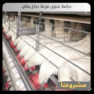 دراسة جدوى مزرعة دجاج بياض