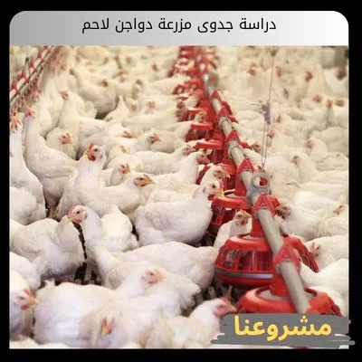 دراسة جدوى مزرعة دواجن لاحم دراسة جدوى مزرعة دواجن لاحم