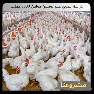 دراسة جدوى عنبر تسمين دواجن 5000 دجاجة دراسة جدوى عنبر تسمين دواجن 5000 دجاجة