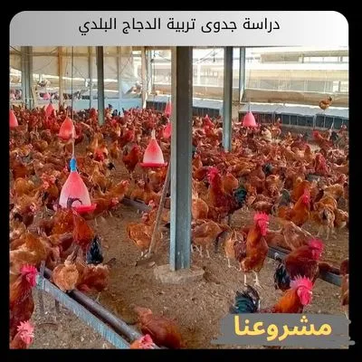 دراسة جدوى تربية الدجاج البلدي