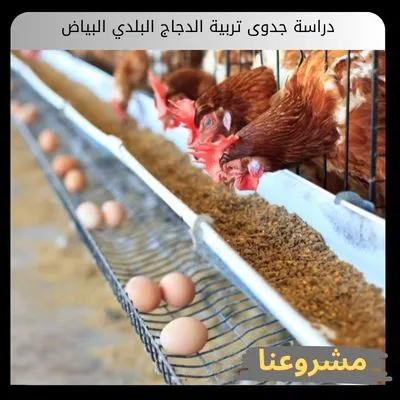 دراسة جدوى تربية الدجاج البلدي البياض دراسة جدوى تربية الدجاج البلدي البياض