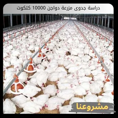 دراسة جدوى مزرعة دواجن 10000 كتكوت دراسة جدوى مزرعة دواجن 10000 كتكوت
