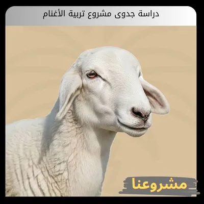 دراسة جدوى مشروع تربية الأغنام | بناء الثروة الحقيقية دراسة جدوى مشروع تربية الأغنام