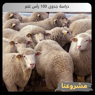 دراسة جدوى 100 رأس غنم: بوابتك الذهبية لاستثمار حيواني مستدام ومربح دراسة جدوى 100 رأس غنم