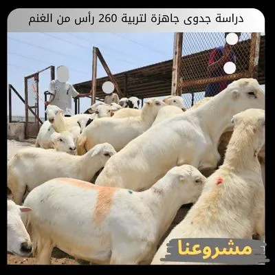 دراسة جدوى جاهزة لتربية 260 رأس من الغنم: دليلك نحو الاستدامة والربح الوفير دراسة جدوى جاهزة لتربية 260 رأس من الغنم