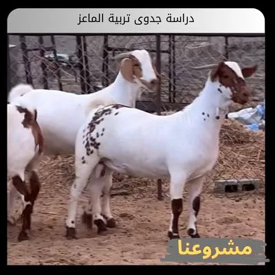 دراسة جدوى تربية الماعز