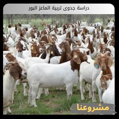 دراسة جدوى تربية الماعز البور